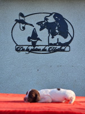 Les chiots de English Springer Spaniel