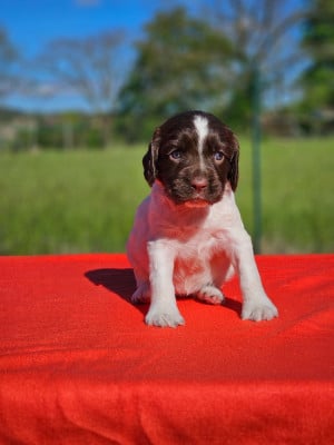 Les chiots de English Springer Spaniel