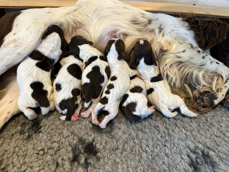 English Springer Spaniel - De La Plaine Du Mailhol