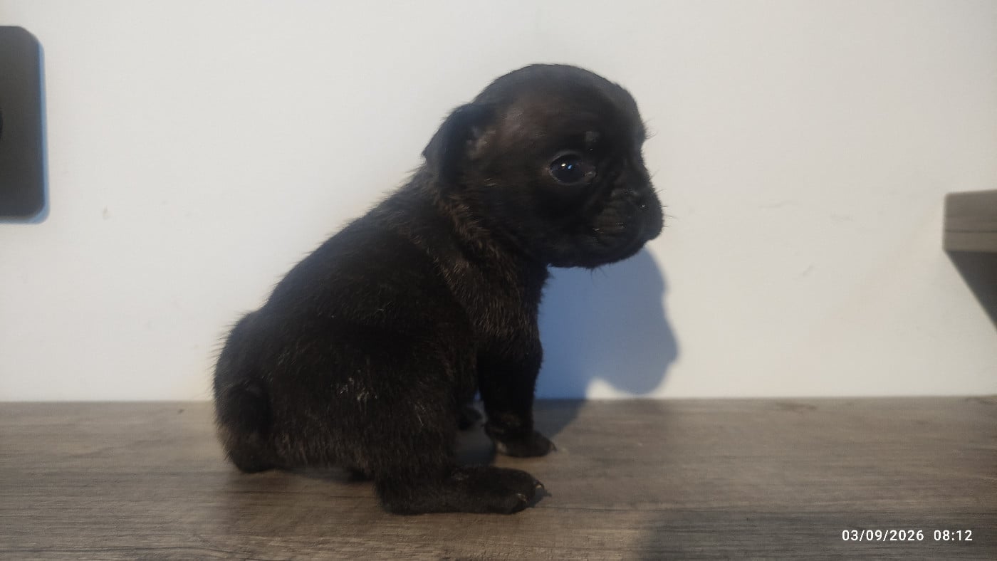 Chiot N°1