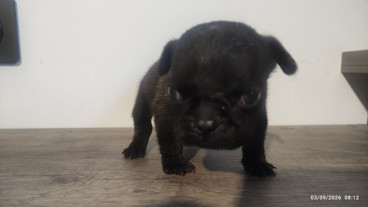 Chiot N°1