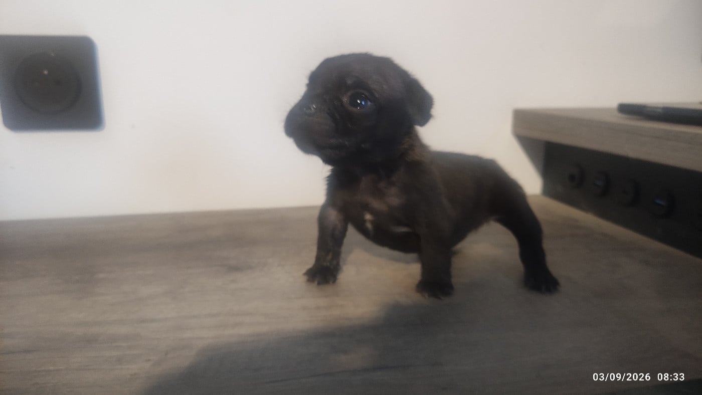 Chiot N°2