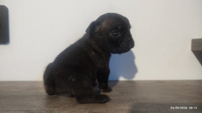 Les chiots de Bouledogue français