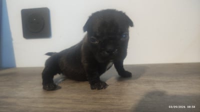 Les chiots de Bouledogue français