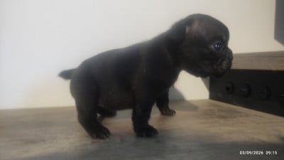 Les chiots de Bouledogue français
