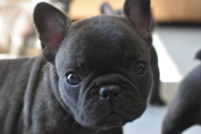 Les chiots de Bouledogue français