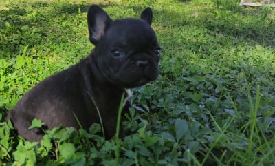Les chiots de Bouledogue français