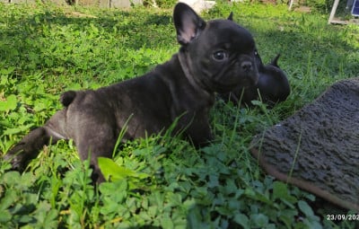 Les chiots de Bouledogue français