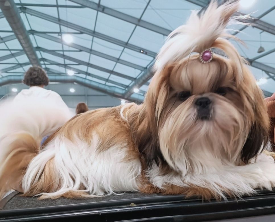 Am stram gram Land Of Pandora