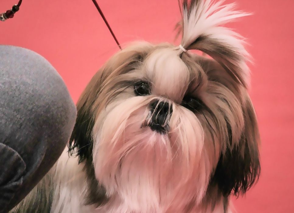 Am stram gram Land Of Pandora