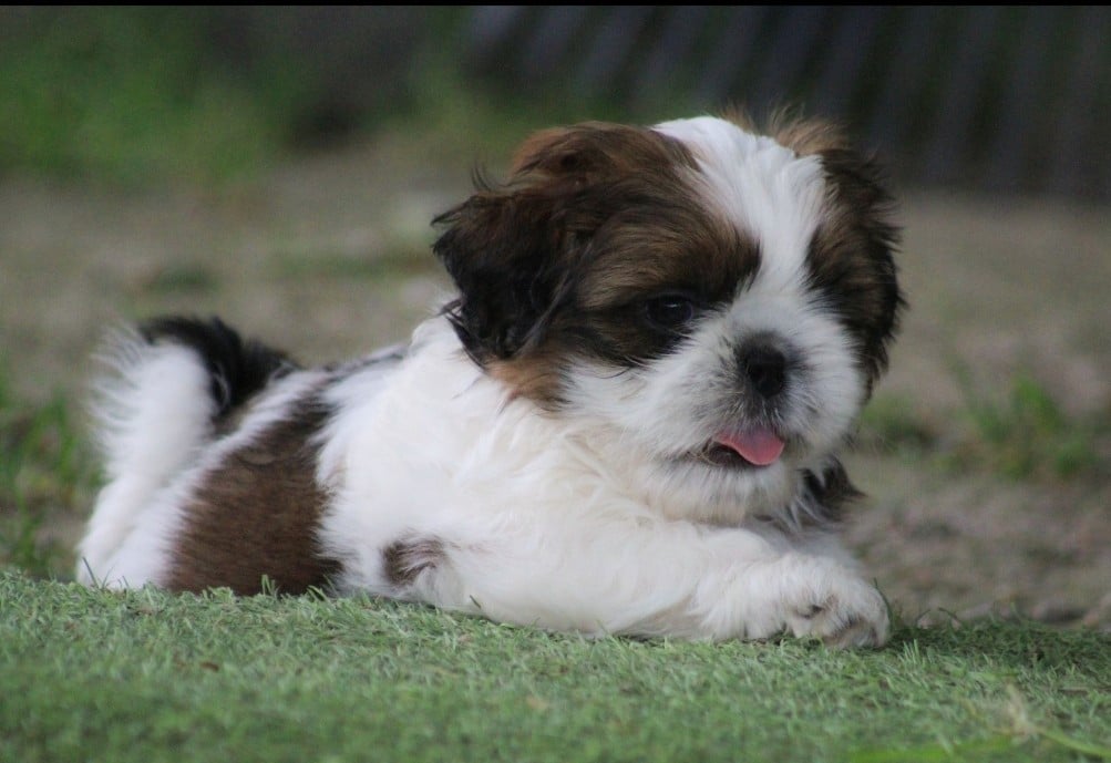 Shih Tzu - Des Merveilles Du Mas