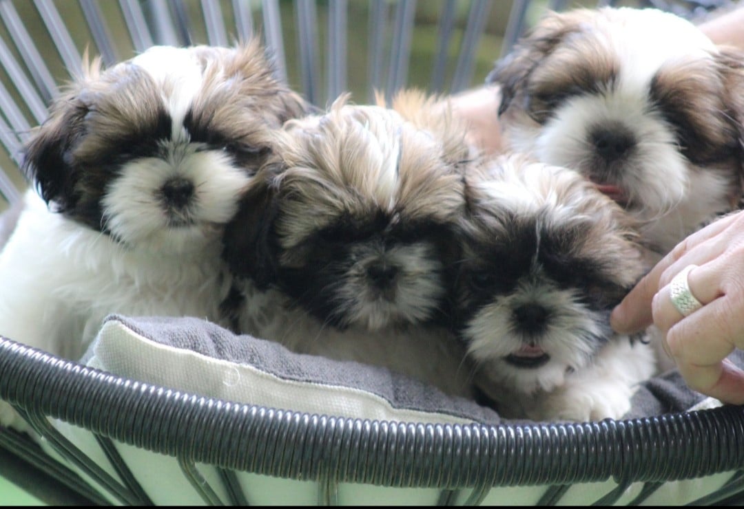 Shih Tzu - Des Merveilles Du Mas