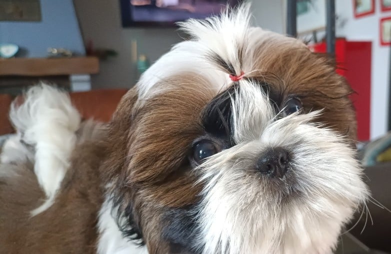 Shih Tzu - Des Merveilles Du Mas