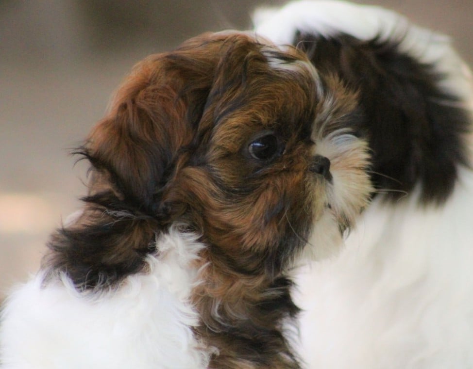 Shih Tzu - Des Merveilles Du Mas