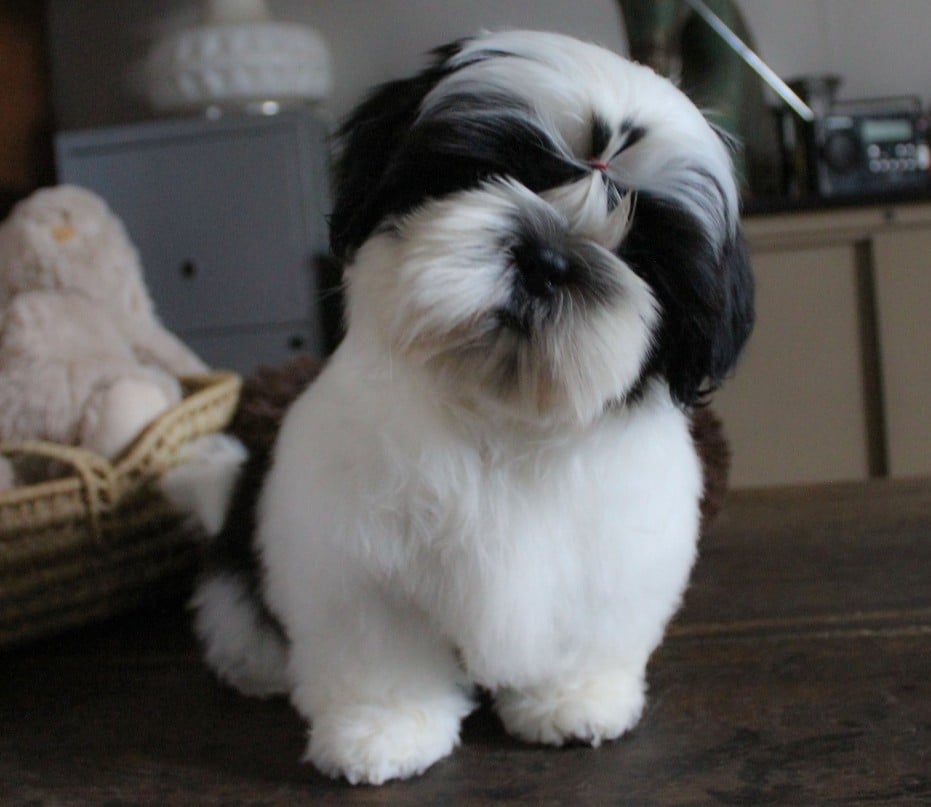 Shih Tzu - Des Merveilles Du Mas