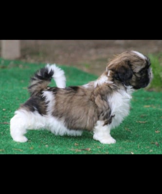 Les chiots de Shih Tzu