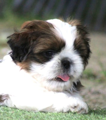 Les chiots de Shih Tzu