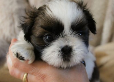 Les chiots de Shih Tzu