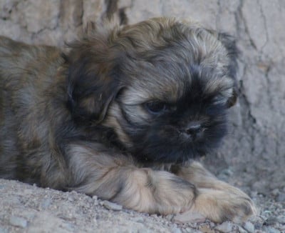 Les chiots de Shih Tzu