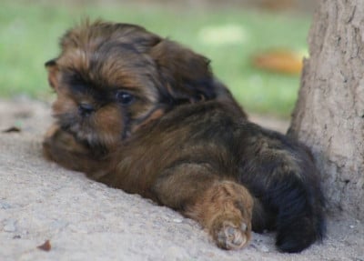 Les chiots de Shih Tzu