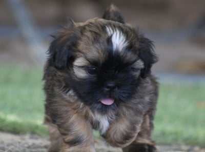 Les chiots de Shih Tzu