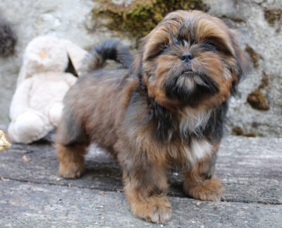 Les chiots de Shih Tzu