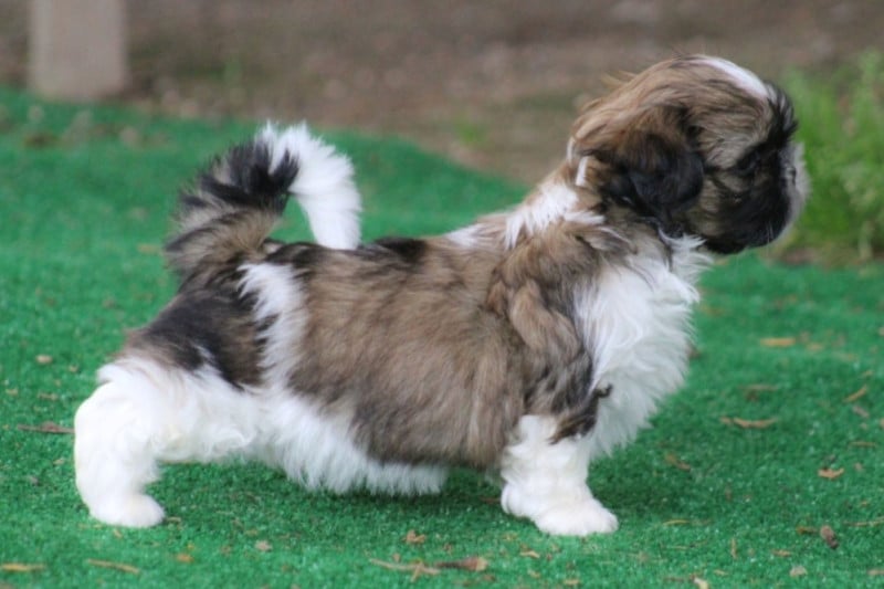 Shih Tzu - Des Merveilles Du Mas