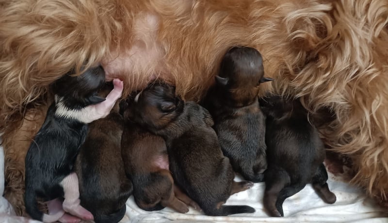 Shih Tzu - Des Merveilles Du Mas