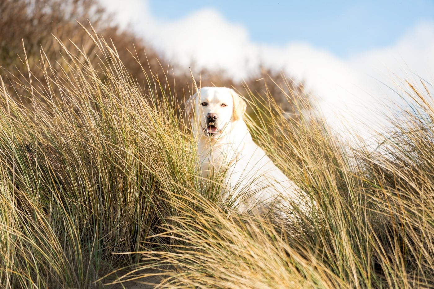True bad boy du pré de l'égvonne