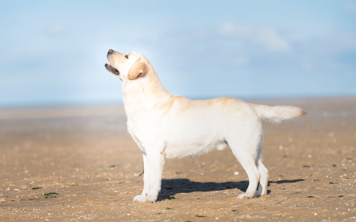True bad boy du pré de l'égvonne