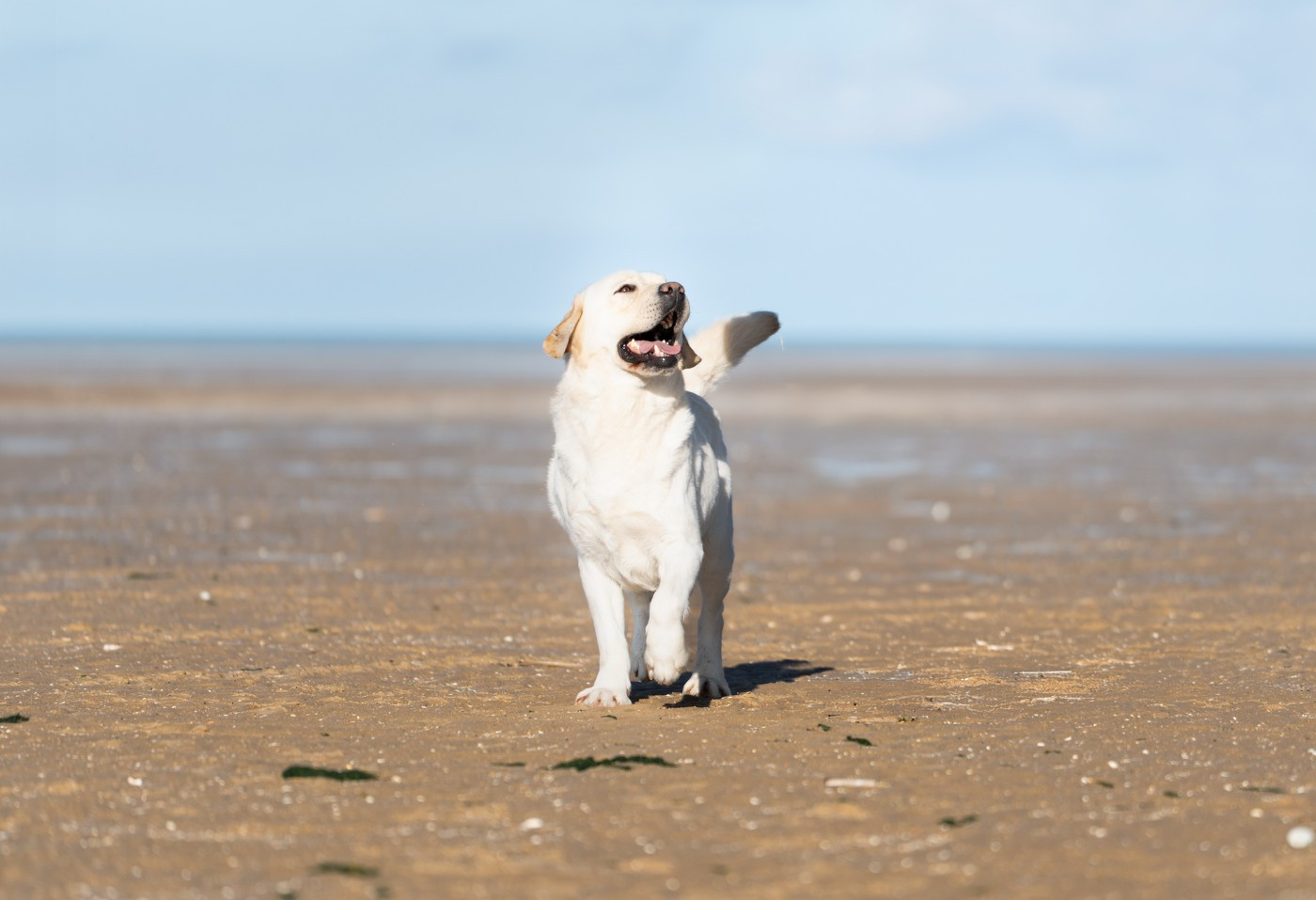 True bad boy du pré de l'égvonne