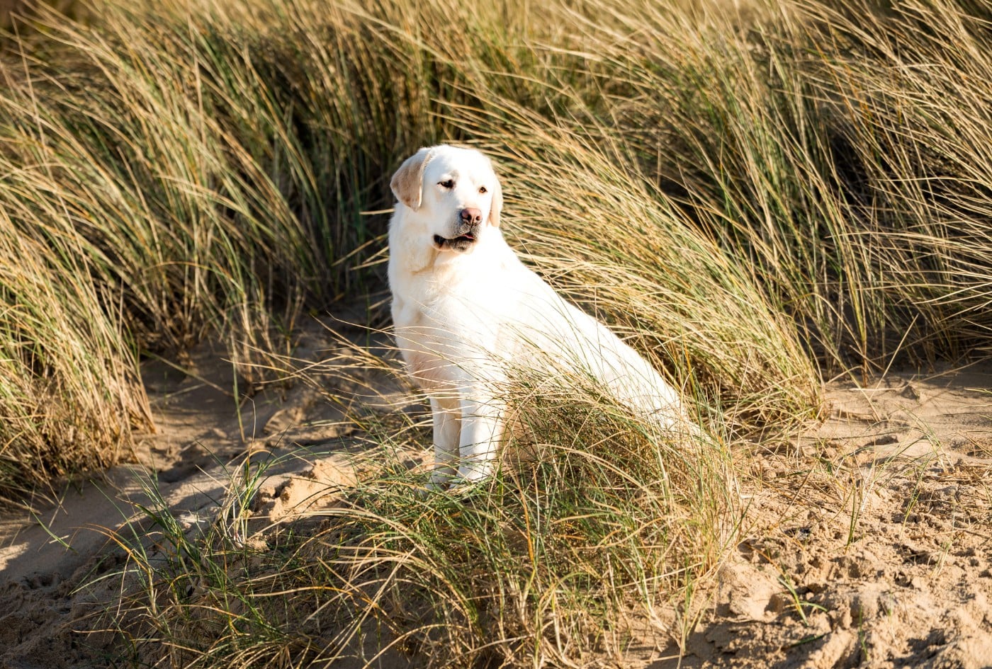 Publication : Du Royaume De Lecki
