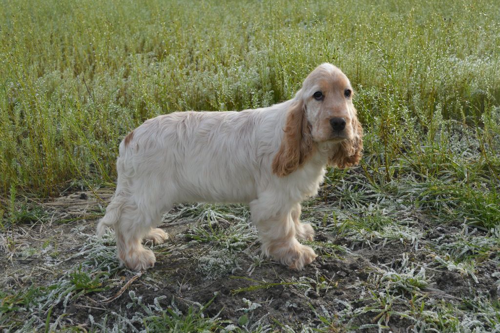 Rose eternelle Du Royaume De Lecki