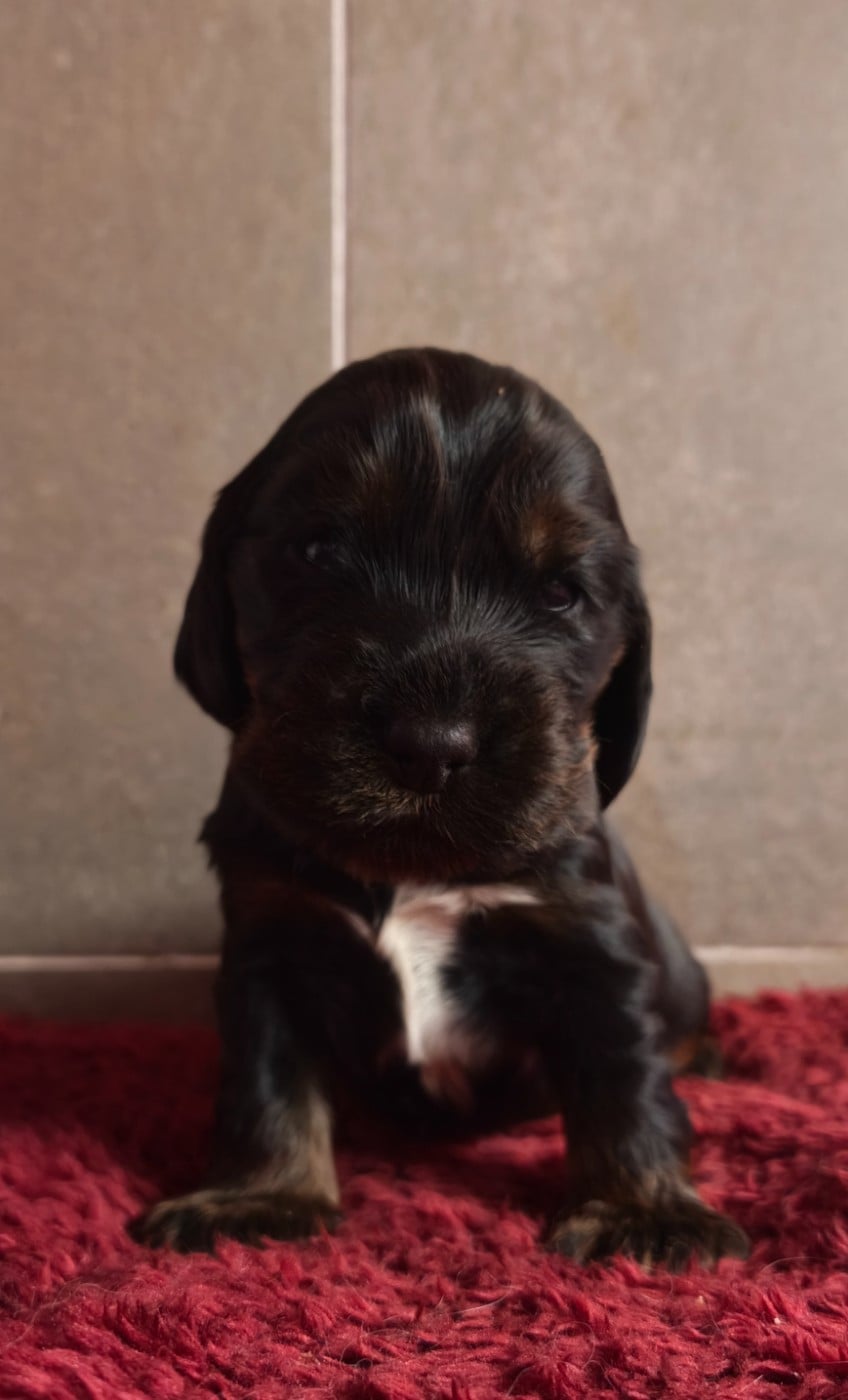 A... du Royaume de Lecki - Cocker Spaniel Anglais