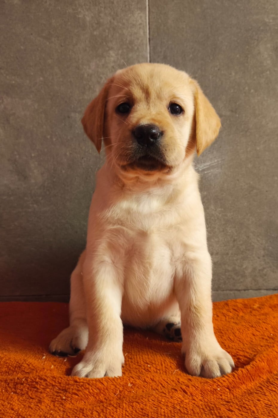 A... du Royaume de Lecki - Labrador Retriever