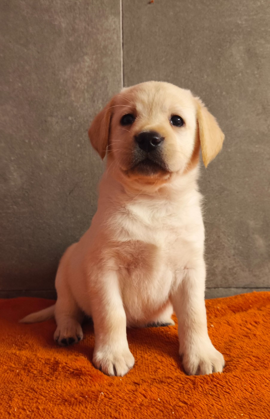 A... du Royaume de Lecki - Labrador Retriever