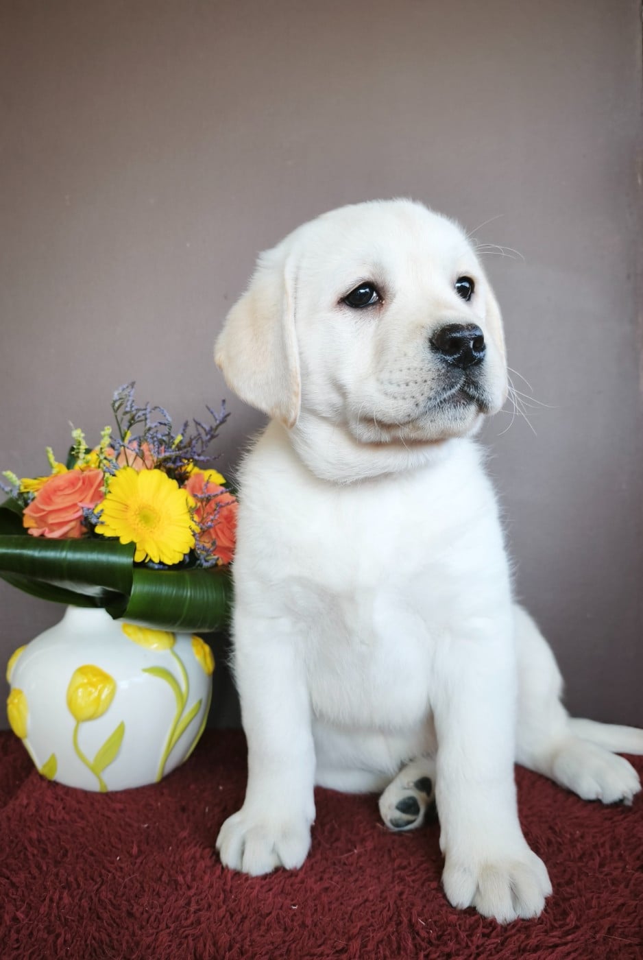 Labrador Retriever - Du Royaume De Lecki