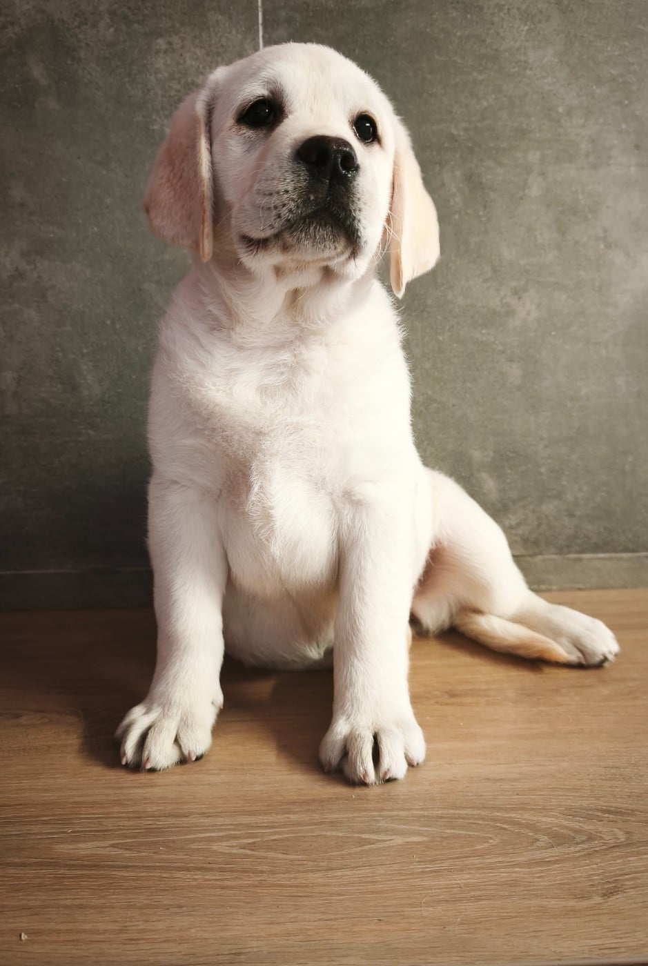 Labrador Retriever - Du Royaume De Lecki