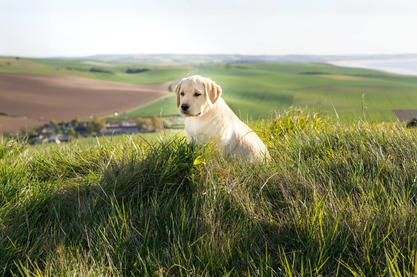 Labrador Retriever - Du Royaume De Lecki