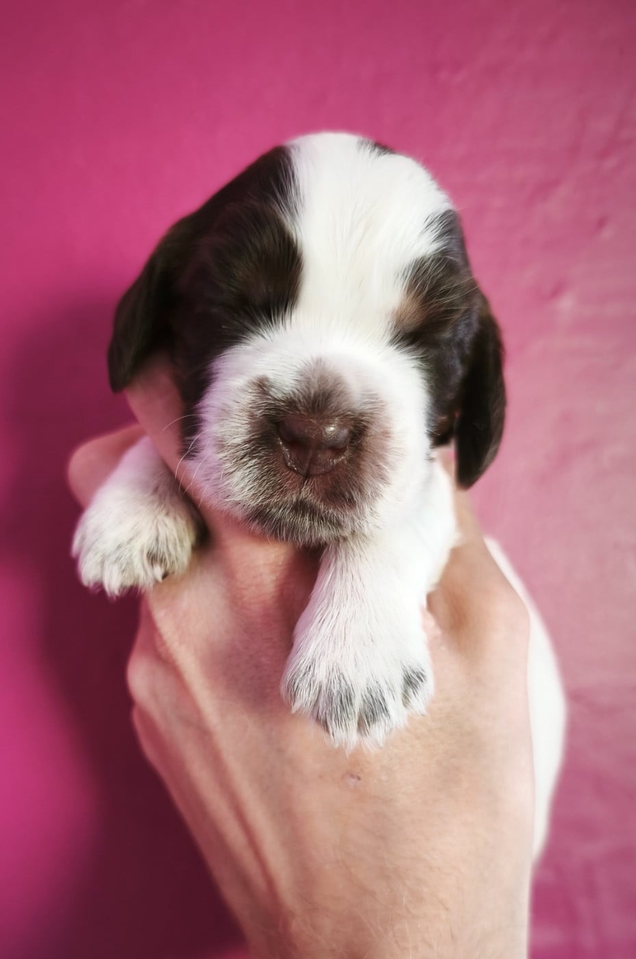 Cocker Spaniel Anglais - Du Royaume De Lecki