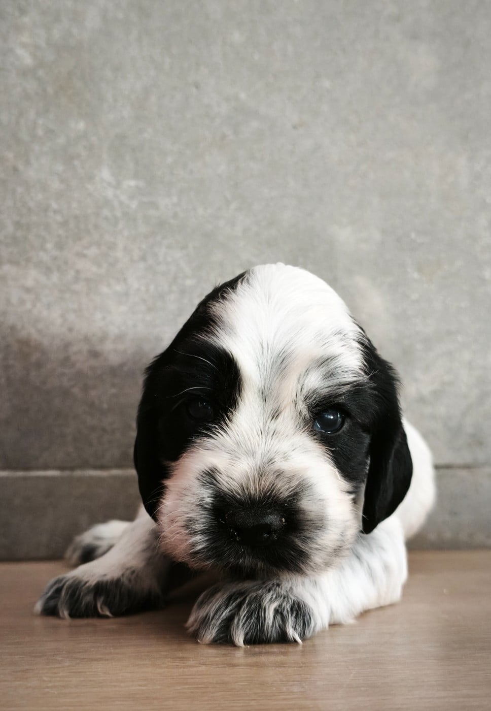 Cocker Spaniel Anglais - Du Royaume De Lecki