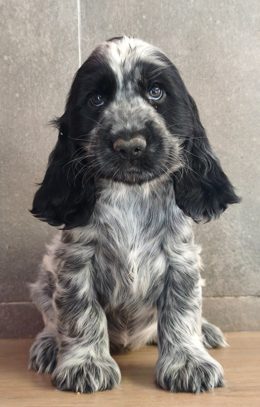 Cocker Spaniel Anglais - Du Royaume De Lecki