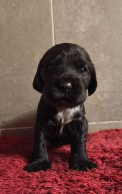 Les chiots de Cocker Spaniel Anglais