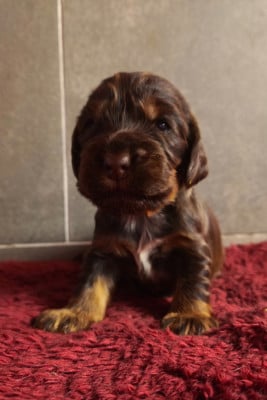 Les chiots de Cocker Spaniel Anglais