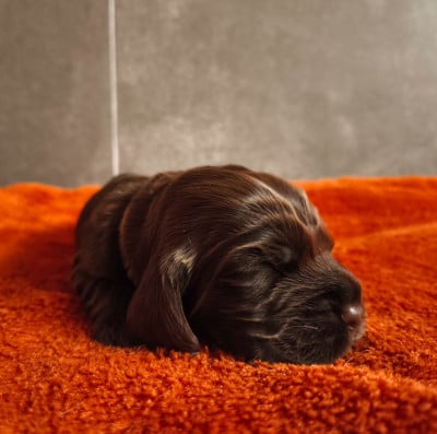 Les chiots de Cocker Spaniel Anglais