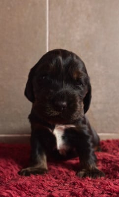 Les chiots de Cocker Spaniel Anglais