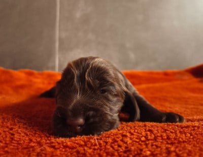 Les chiots de Cocker Spaniel Anglais