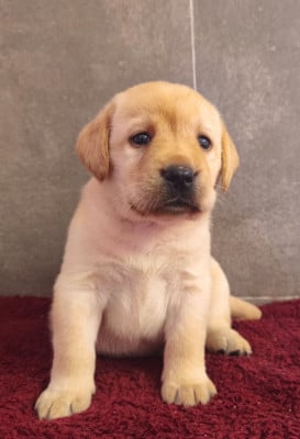 Les chiots de Labrador Retriever