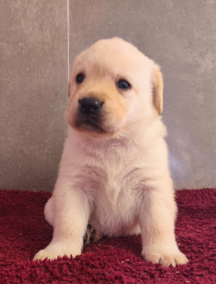 Les chiots de Labrador Retriever