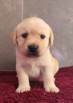Les chiots de Labrador Retriever